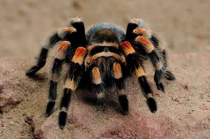 TARANTOLA BRACHYPELMA SMITHI - tarantola messicana dalle ginocchia rosse