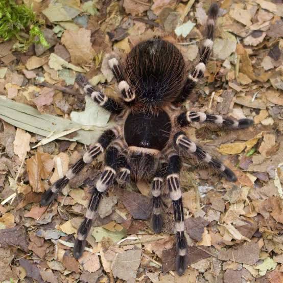 TARANTOLA ACANTHOSCURRIA GENICULATA - TARANTOLA BRASILIANA DALLE GINOCCHIA BIANC