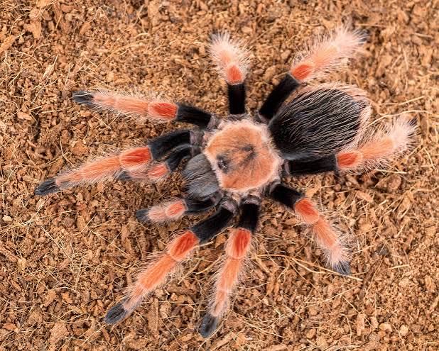TARANTOLA BRACHYPELMA BOEHMEI - TARANTOLA ZAMPE DI FUOCO MESSICANA