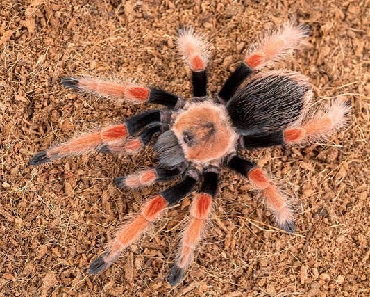 TARANTOLA BRACHYPELMA BOEHMEI - TARANTOLA ZAMPE DI FUOCO MESSICANA