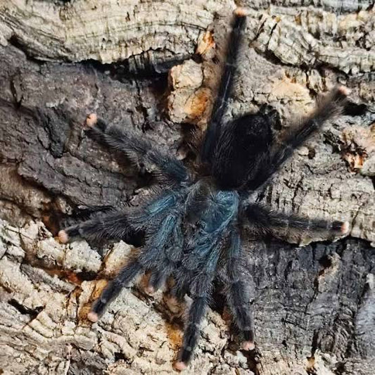 TARANTOLA LASIODORA PARAHYBANA - SALMONE BRASILIANO ROSA
