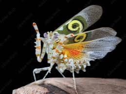 MANTIDE PSEUDOCREOBOTRA WAHLBERGII - MANTIDE DEI FIORI SPINOSI
