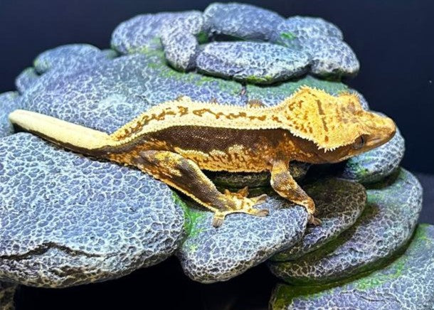 CN19 - C. CILIATUS TRICOLOR 100% FEMMINA