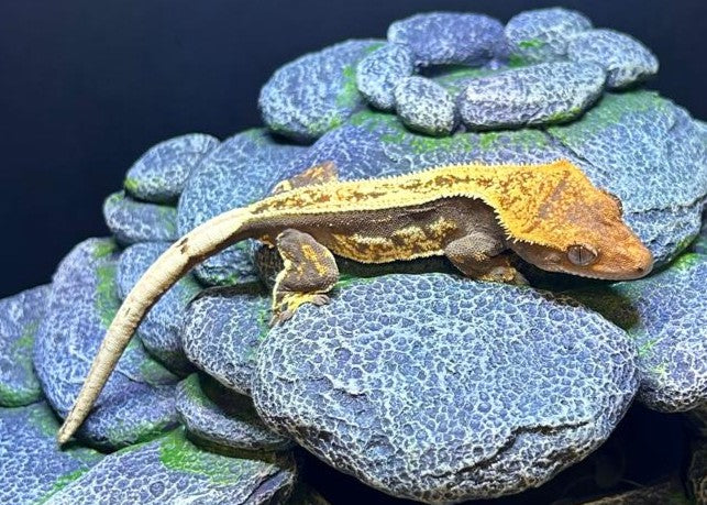 CN31 - C. CILIATUS TRICOLOR 100% PINSTRIPE FEMMINA