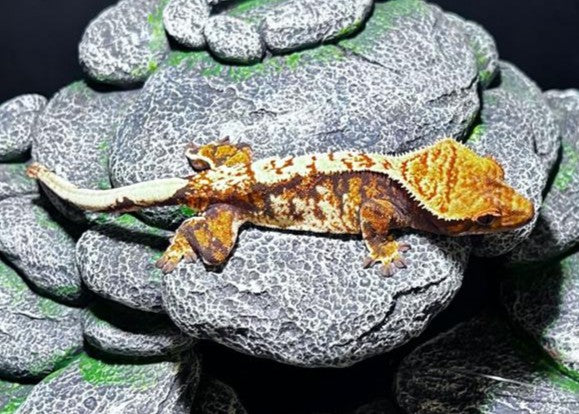 CN71 - C. CILIATUS EXTREME HARLEY FEMMINA