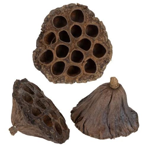 Bulbo di loto grande