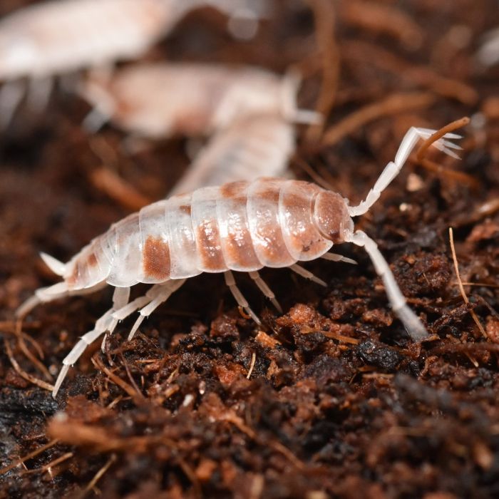 ONISCHI TROPICALI PORCELLIO RED KOY