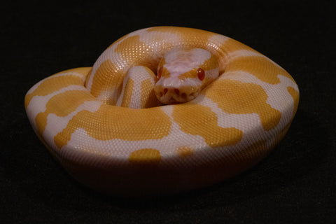 Python regius - Albino - Femmina