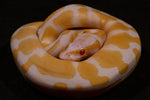 Python regius - Albino - Femmina