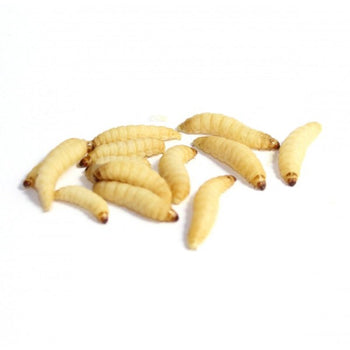 CAMOLE DEL MIELE BOX DA CIRCA 30 PZ