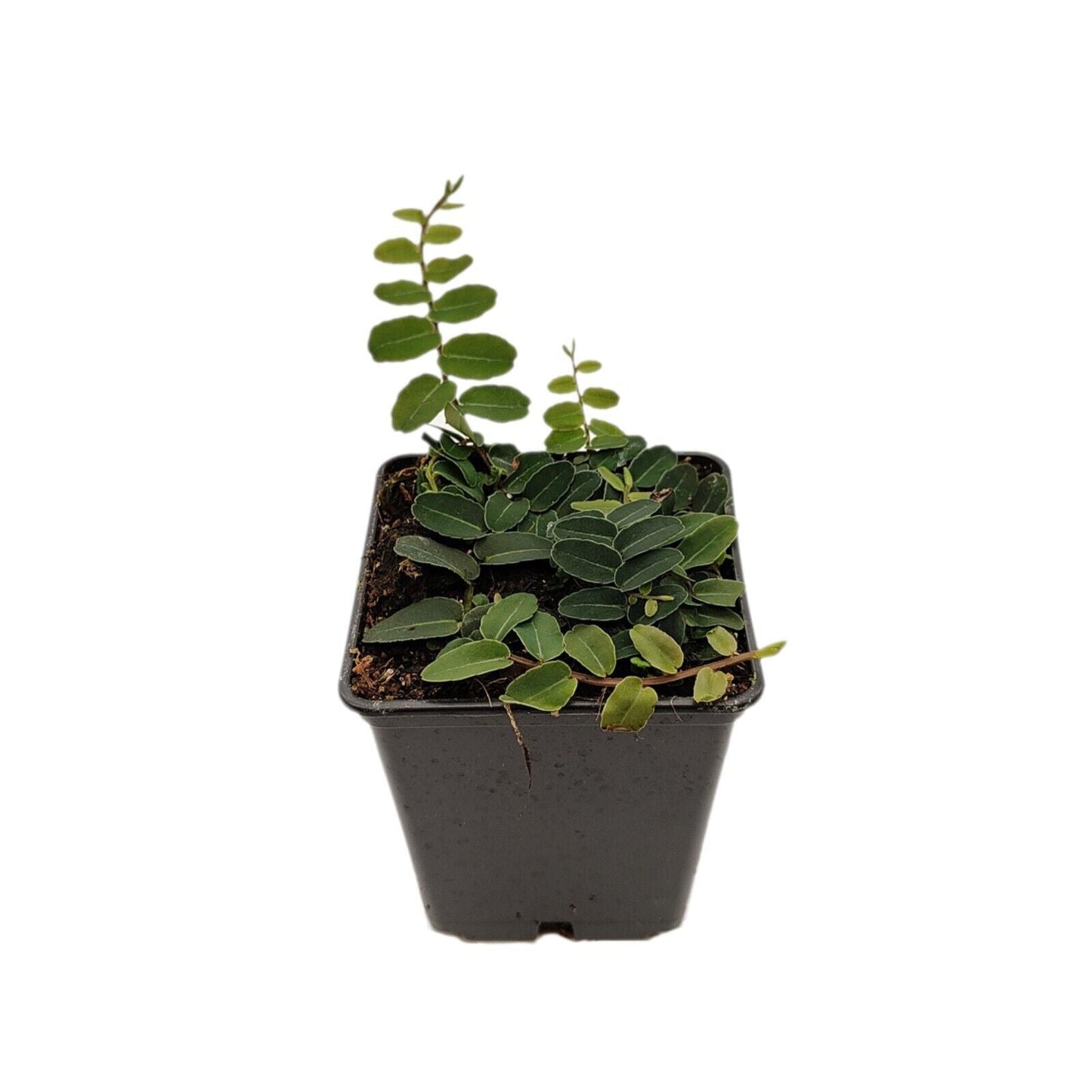 MARCGRAVIA RECTIFOLIA