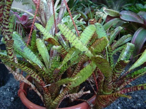 NEOREGELIA TIGER CUB