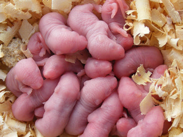 PINKIE 3-6GR PRIMOPELO