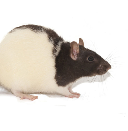 RATTO 120-150G
