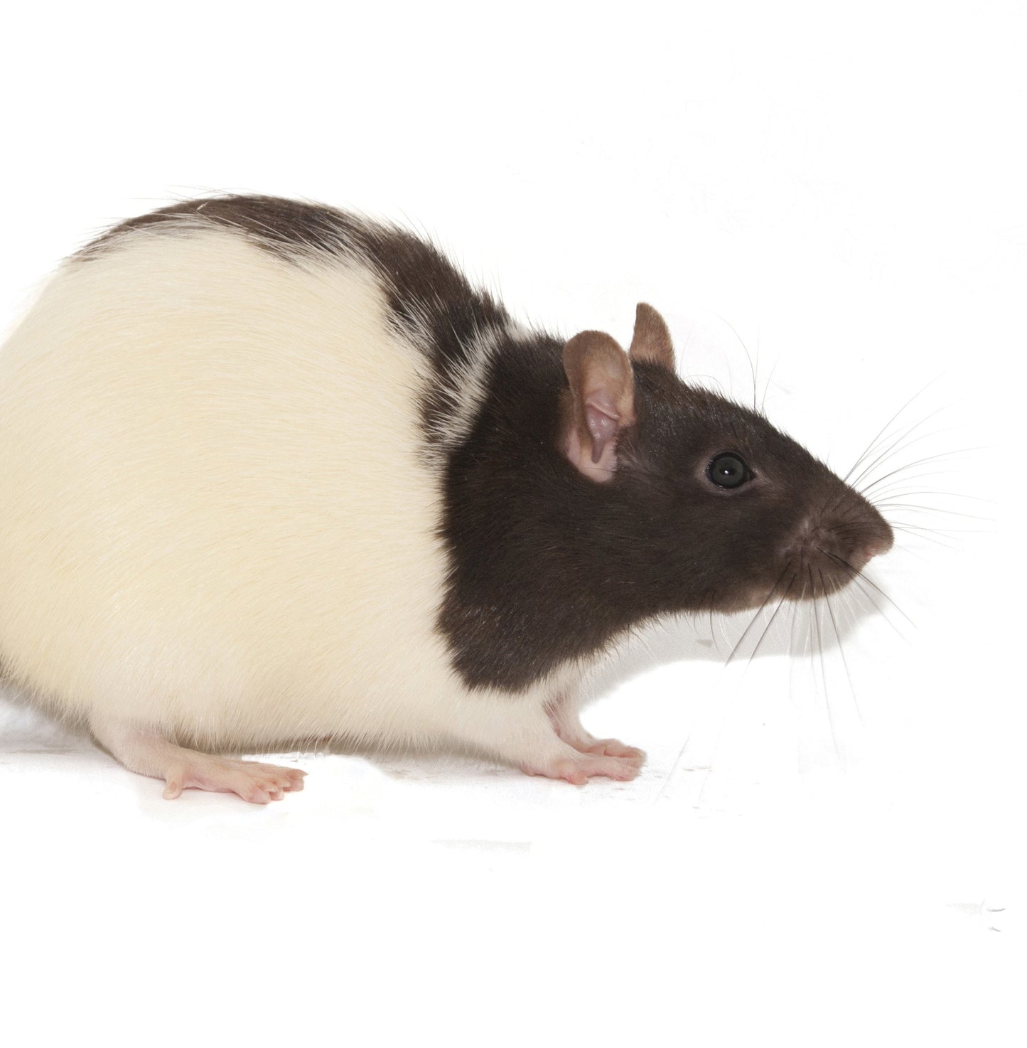 RATTO 150-250G