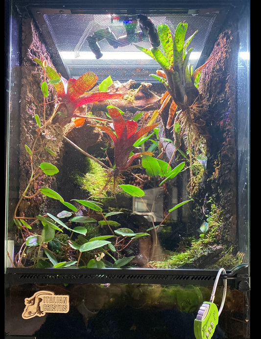 TERRARIO NATURALISTICO 30X30X45