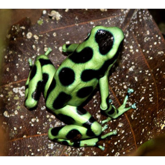 DENDROBATES AURATUS