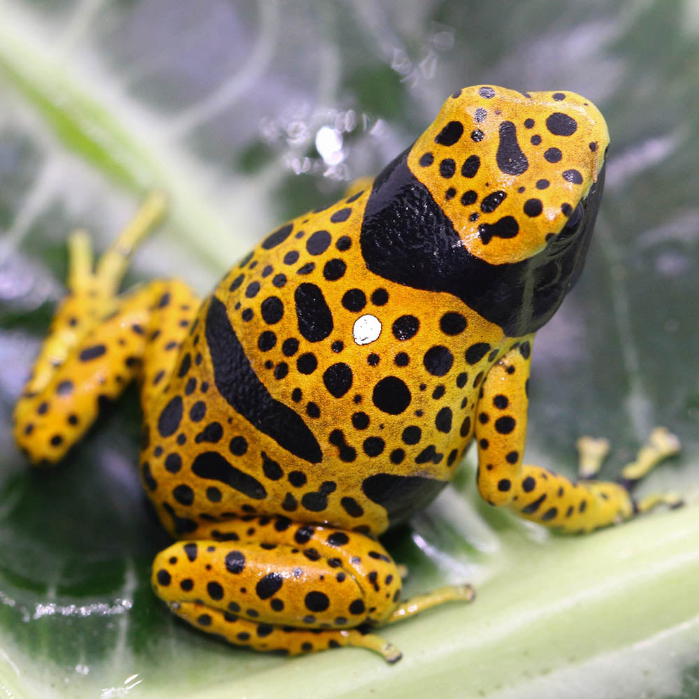 DENDROBATES LEUCOMELAS BOLIVAR