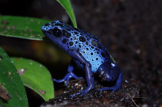 DENDROBATES TINCTORIUS AZUREUS