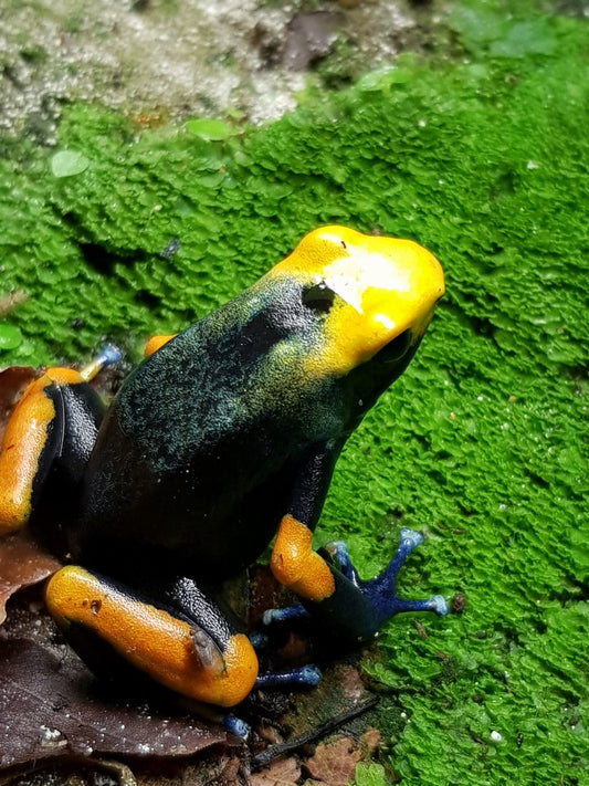 DENDROBATES TINCTORIUS TUMUCUMAQUE