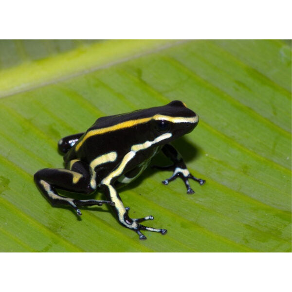 DENDROBATES TRUNCATUS