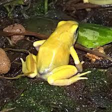 DENDROBATES AURATUS EL ORO