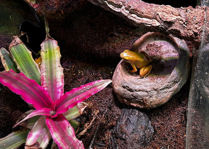 DENDROBATES AURATUS EL ORO