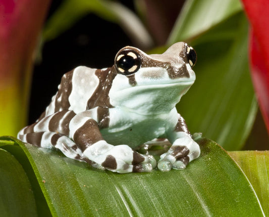 TRACHYCEPHALUS RESINIFICTRIX ANFIBIO