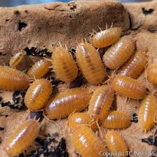 ONISCHI TROPICALI PORCELLIO LAEVIS SUPER ORANGE