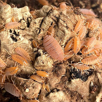 ONISCHI TROPICALI PORCELLIO PRUINOSUS ORANGE
