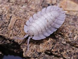 ONISCHI TROPICALI PORCELLIO SPATULATUS
