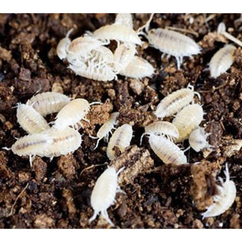 ONISCHI TROPICALI TRICHORHINA TOMENTOSA