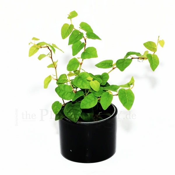 FICUS PUMILIA "SUNNY GREEN"