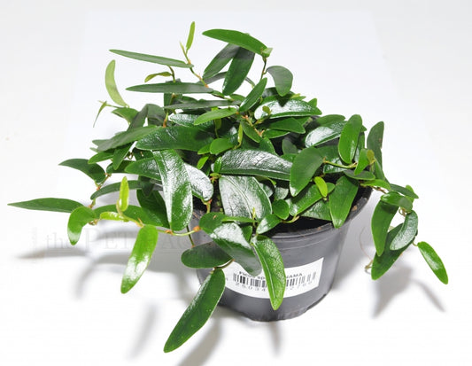 FICUS PANAMA