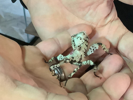 EXTATOSOMA TIARATUM LICHEN