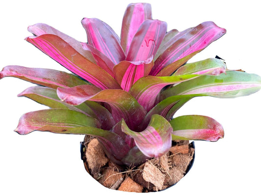 NEOREGELIA ZOE
