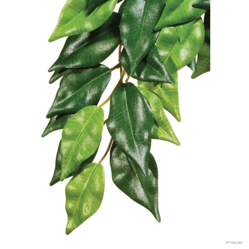 JUNGLE PLANTS - FICUS/LARGE