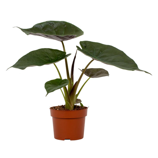 ALOCASIA