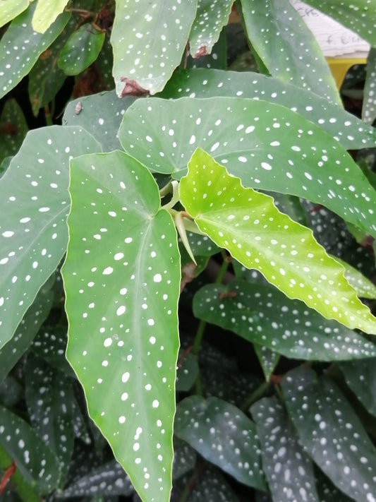 BEGONIA WINGS