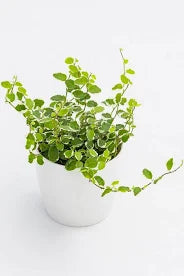 FICUS PUMILA