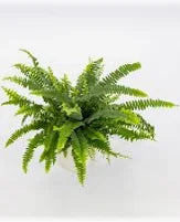 NEPHROLEPIS