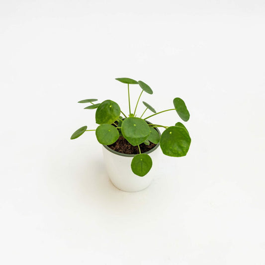 PILEA PEPEROMIODES
