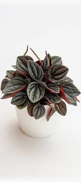 PEPEROMIA CAPERATA RED