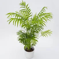 CHAMAEDOREA