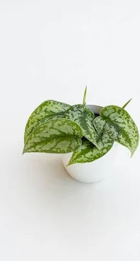 SCINDAPSUS PICTA