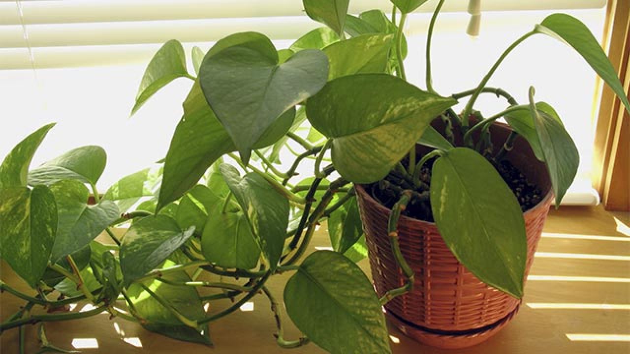 POTHOS