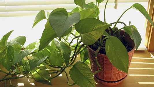 POTHOS