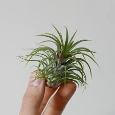 TILLANDSIA