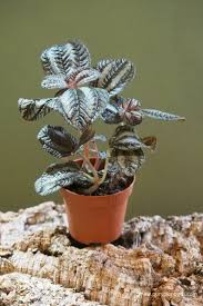 PILEA NORFOLK V6
