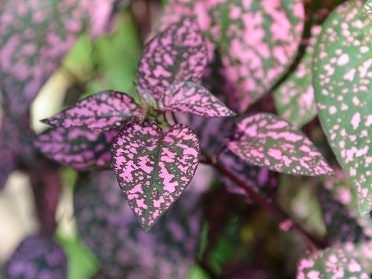 HYPOESTES PHYLLOSTACHYA